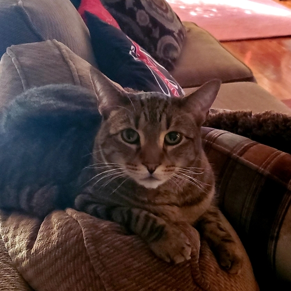 Meet your Posher, Lisa - Picture 4 of 10